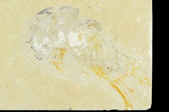 Cretaceous Fossil Shrimp - Lebanon #123941